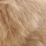A close-up of the Untrimmed alpaca fur