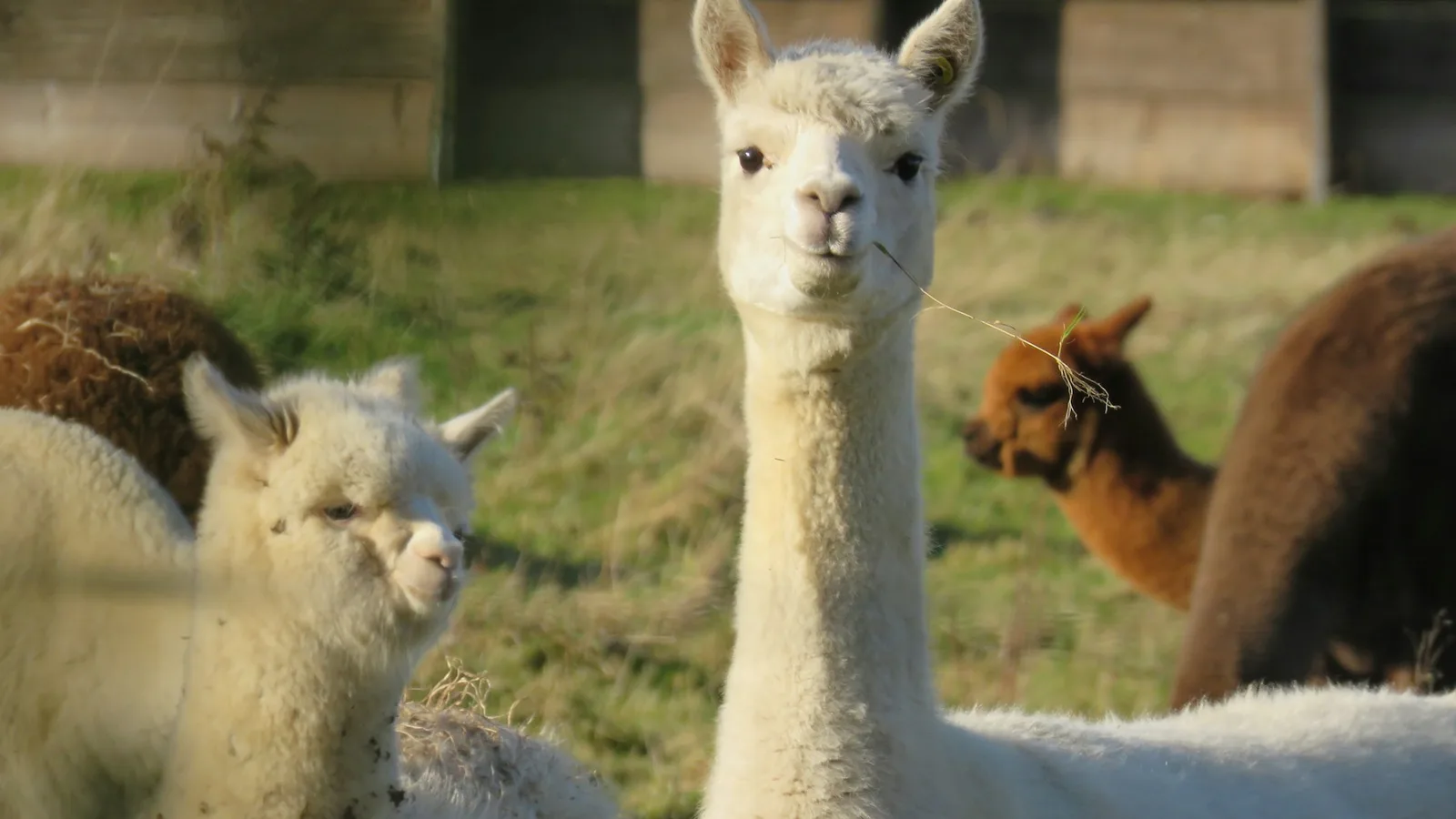 Alpacas blancas y marrones descansando tranquilas en un prado, una de ellas mirando a la cámara con una brizna de hierba en la boca