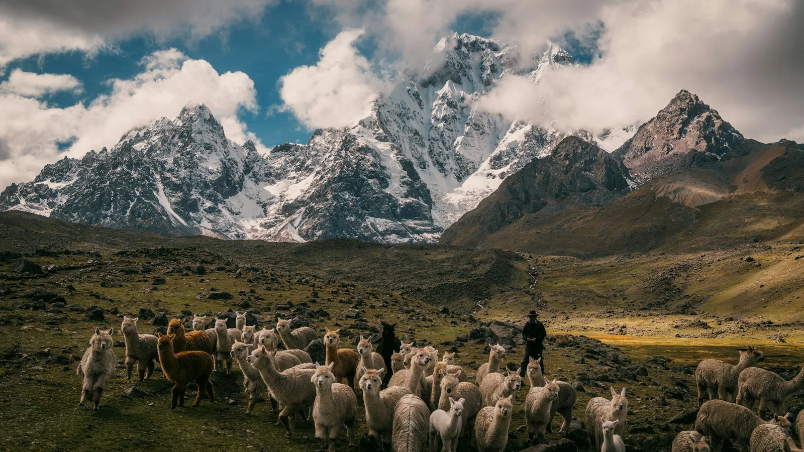 Un rebaño de alpacas pastando en el altiplano andino bajo cumbres nevadas, con un pastor a lo lejos