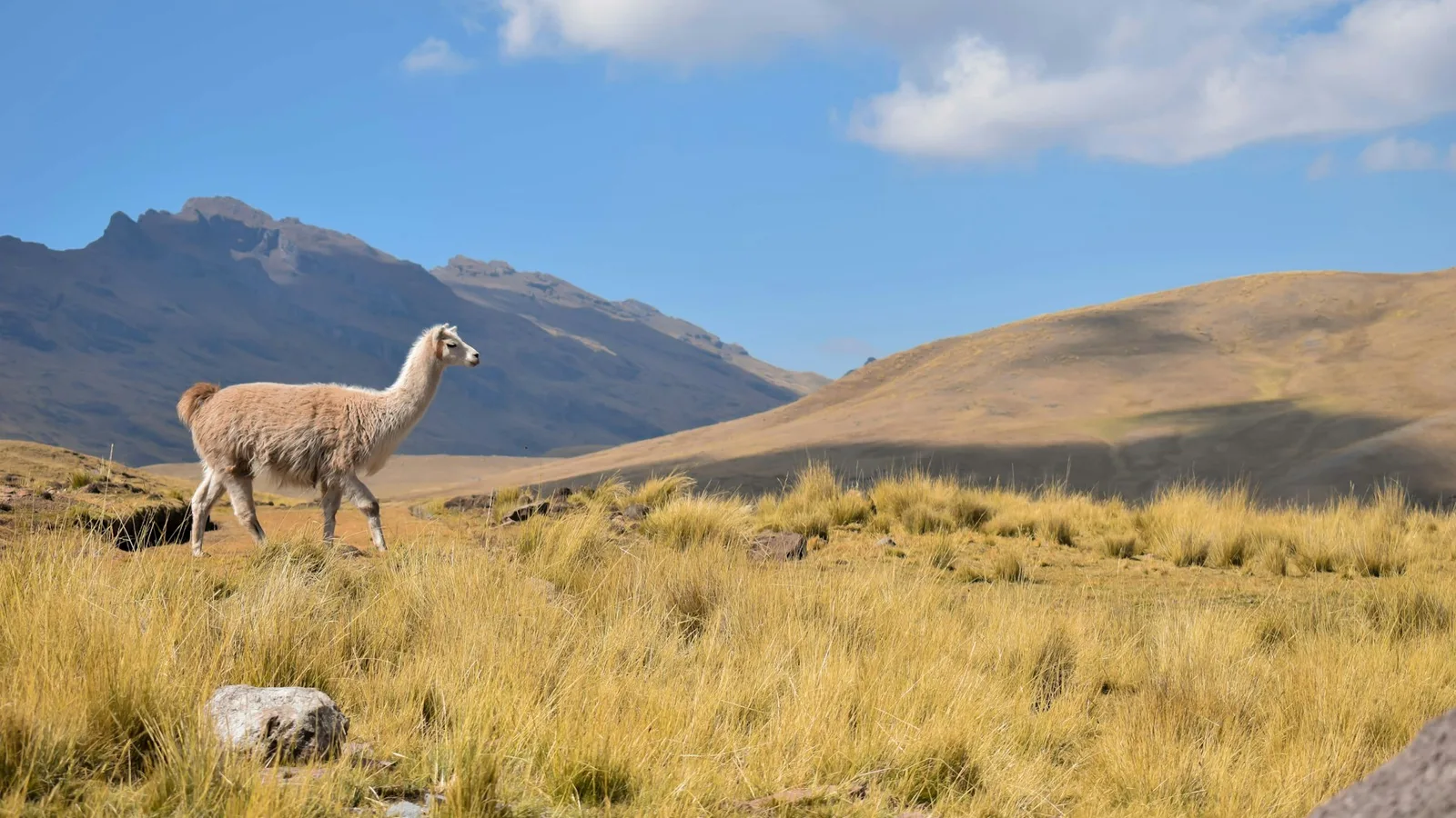 Un animal pálido de pelaje espeso caminando entre hierba dorada en los Andes cerca de Cusco, con montañas y un cielo azul detrás
