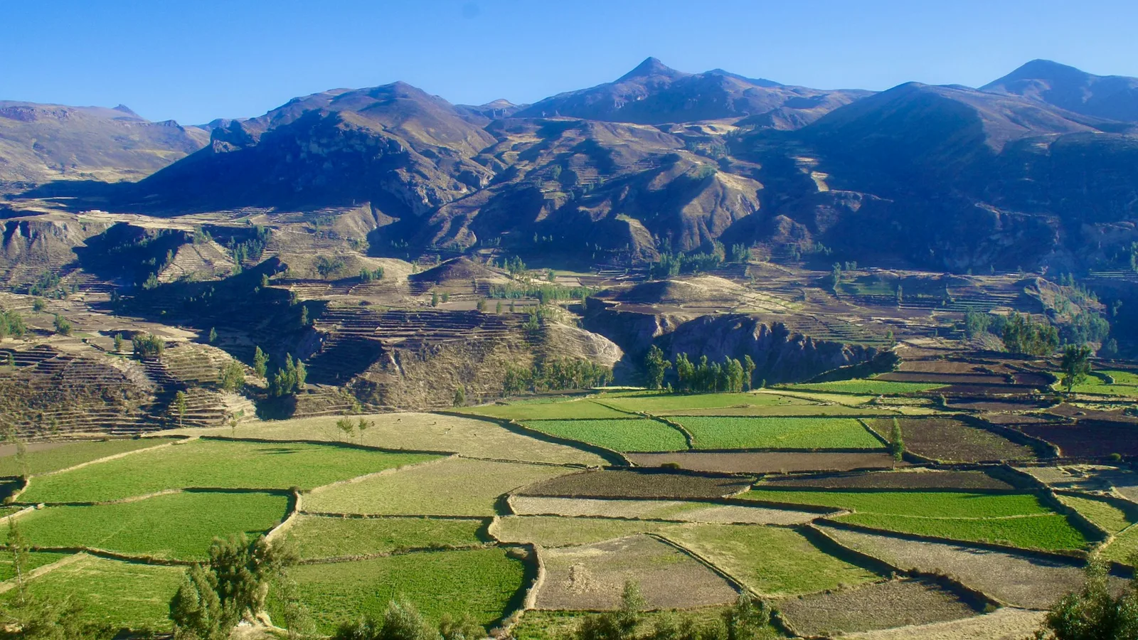 Green and brown terraced fields on the floor of a valley in the Peruvian highlands, with dry mountains under a clear blue sky