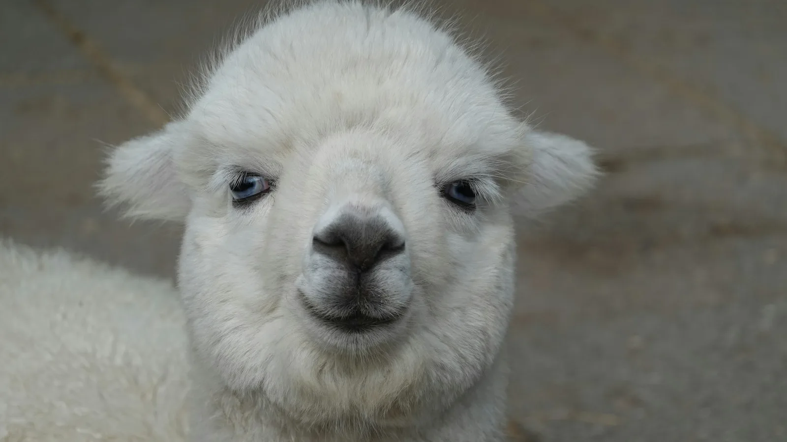 A young white alpaca with blue eyes and soft fleece, looking into the camera