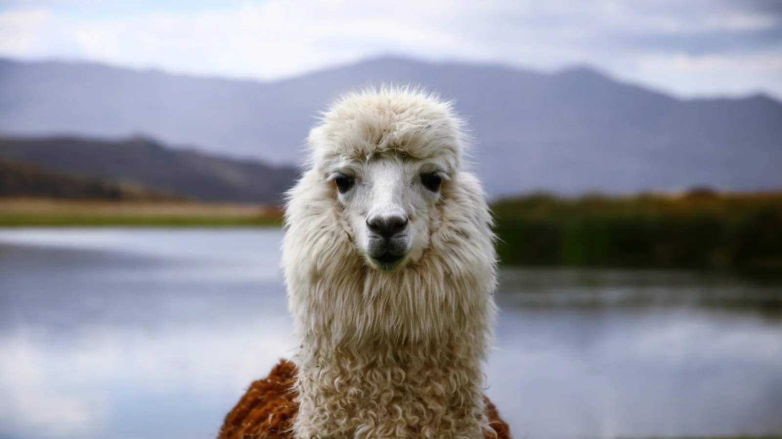 Una alpaca blanca con todo su pelaje mira a la cámara junto a un lago, con montañas detrás