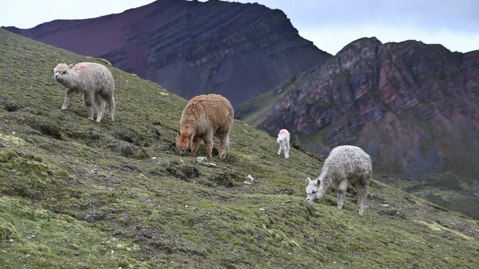 Alpacas pastando en una ladera verde empinada bajo montañas rojas y grises con un cielo nublado en Perú