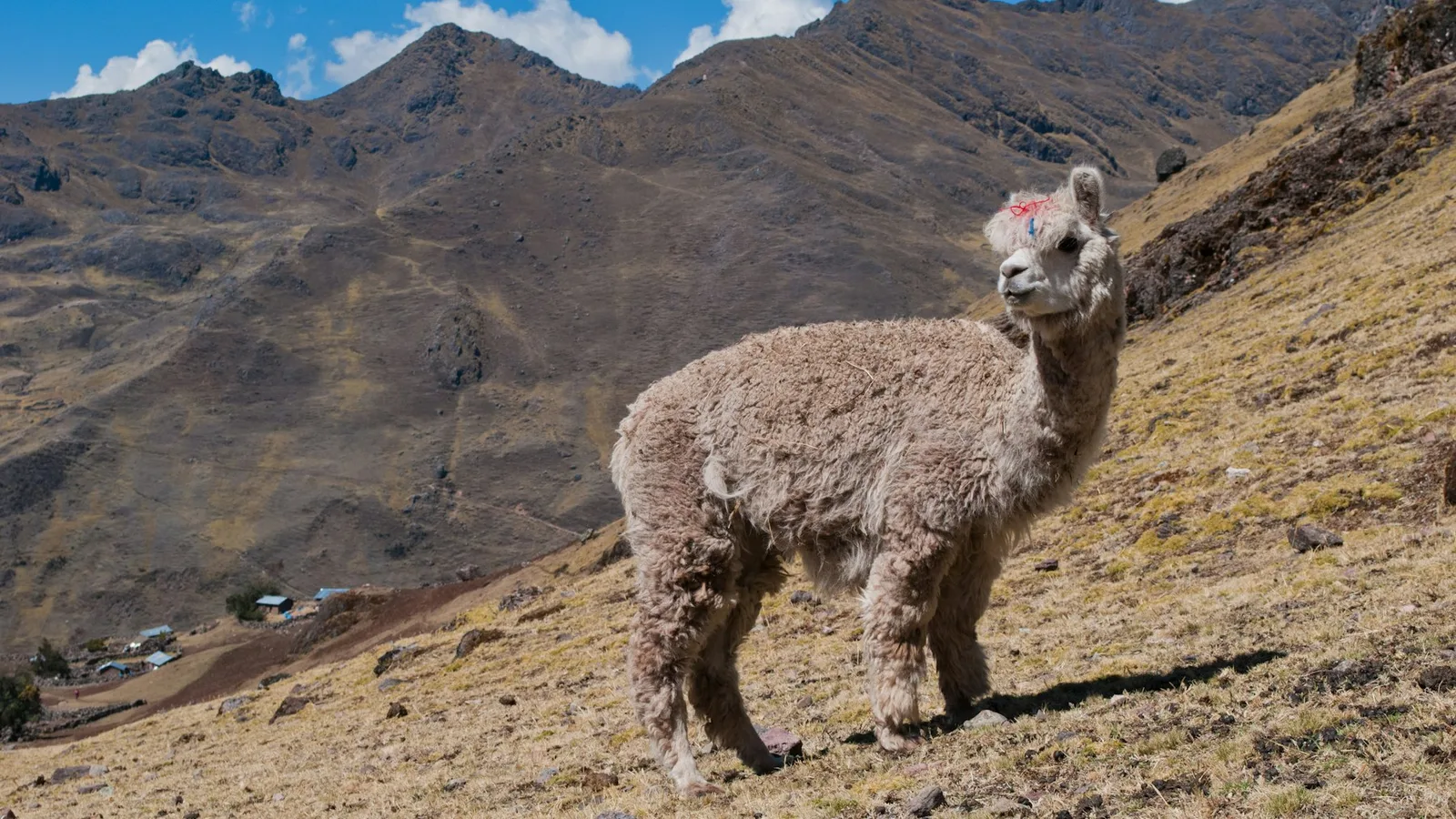 Una alpaca crema de pie sobre una ladera de hierba seca en las tierras altas peruanas cerca de Lares, con montañas y un pequeño pueblo detrás
