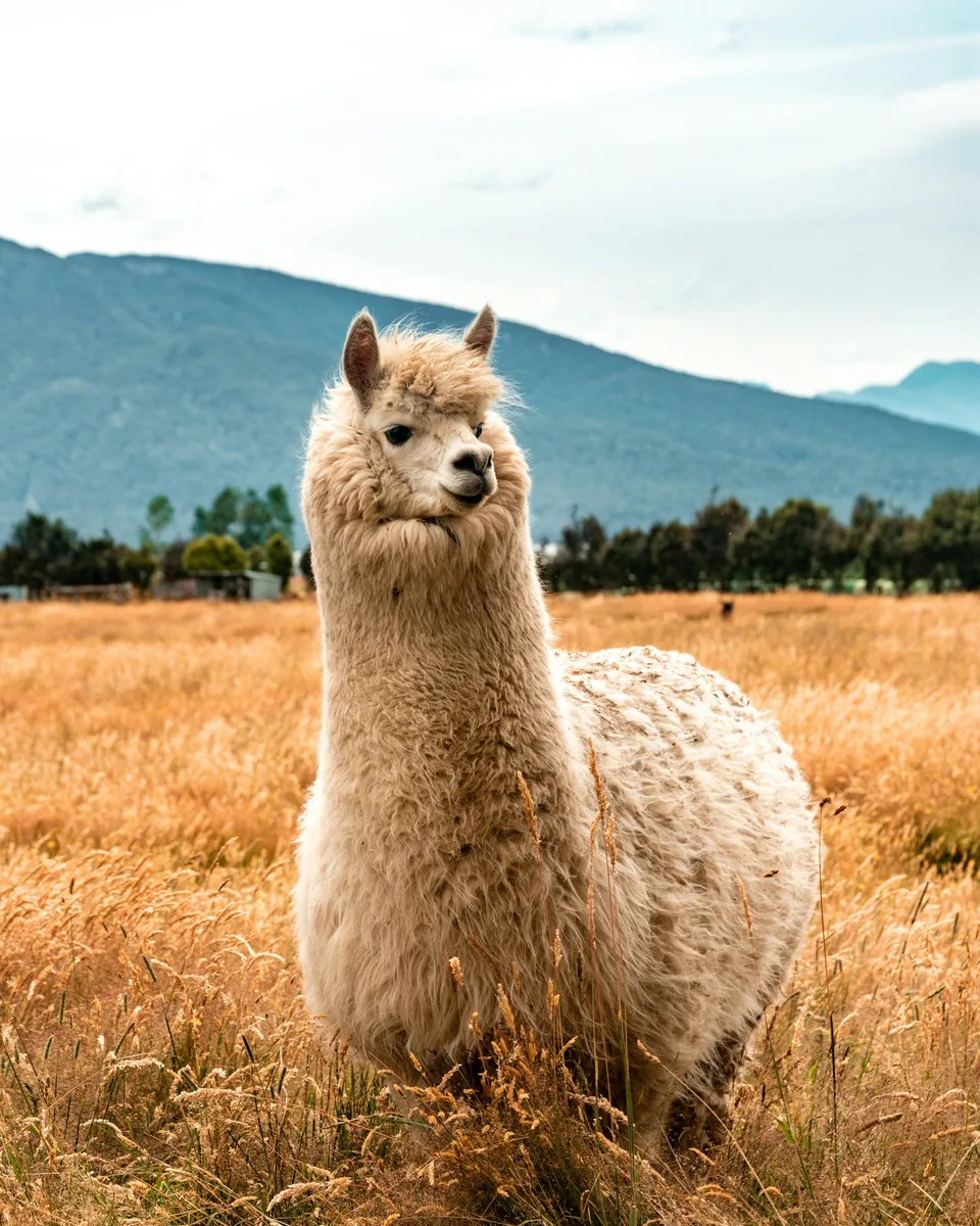 Una alpaca color crema de pie sobre hierba dorada
