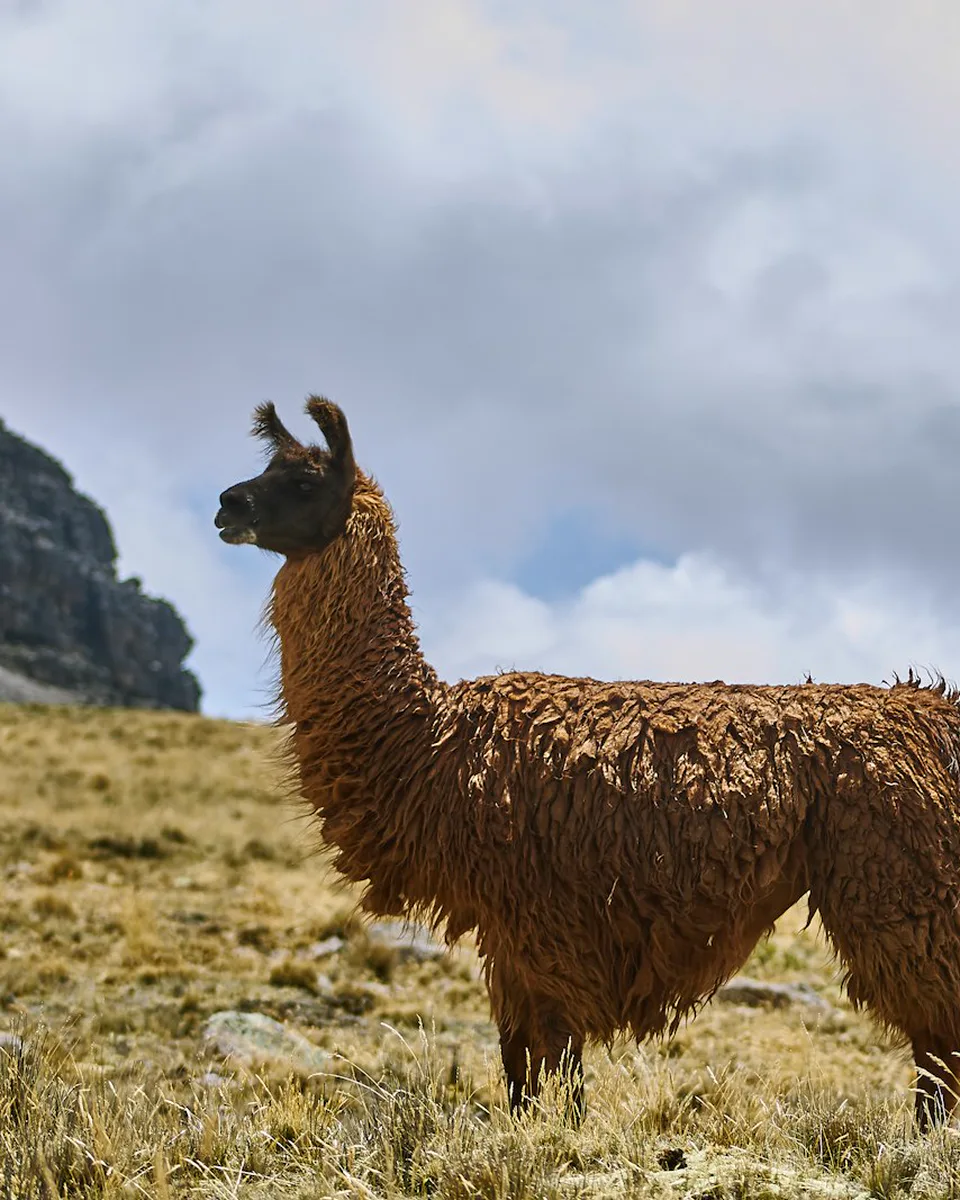 Una llama en la pradera de altura cerca de Espinar, en los Andes peruanos