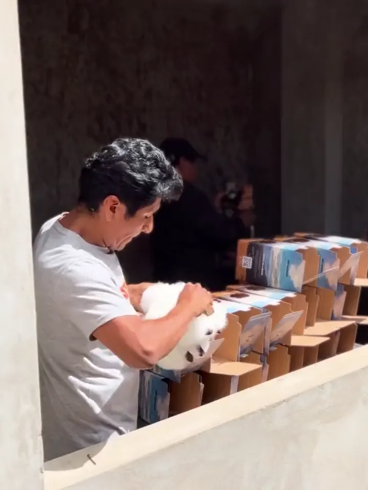 Un artesano cepillando la piel blanca de un peluche de alpaca antes de meterlo en su caja