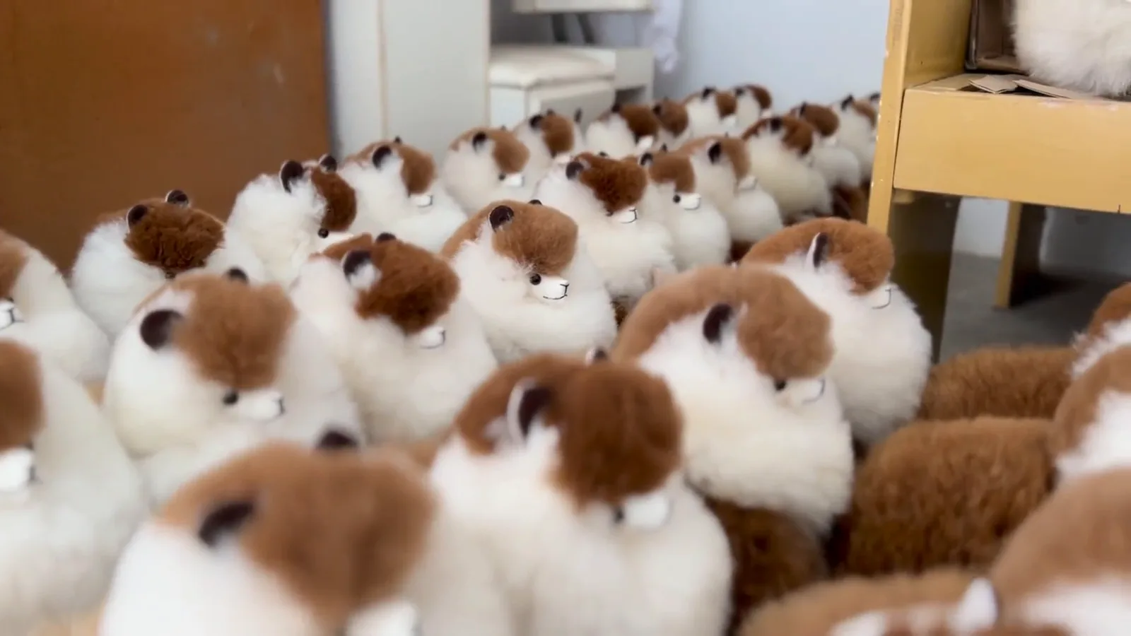Filas de peluches de alpaca terminados en el taller de Tubi, listos para empacar